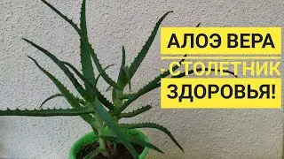 ALOE VERA - HOME REPLANT / ROOT DIVISION / PROPAGATION / STEP-BY-STEP INSTRUCTIONS! ALOE
