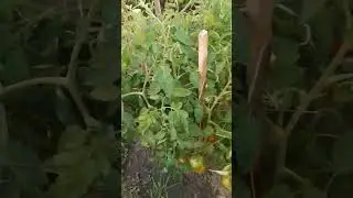 И что с ними теперь делать?
