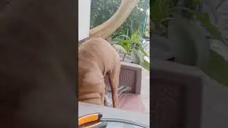 ПФ Маэстро, приветы с дома♥️ Волжский (3)