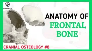 Frontal Bone Anatomy | Cranial Osteology #8