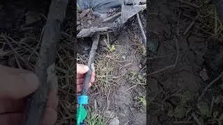 Капельний полив