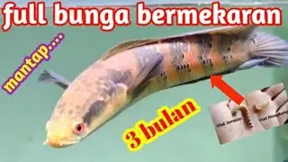 Channa Red Barito Calon Full Bunga | update perkembangan 3bulan