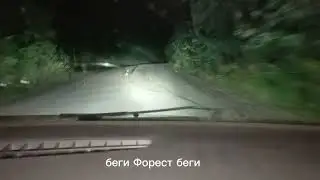 Заяц учил нас как в погоне качать маятник