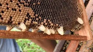 How to cut natural queen cell| Natural queen rearing| Cuting queen cell