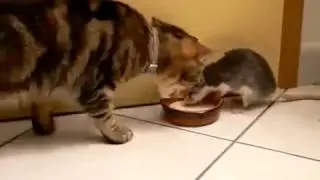 Insolent Mouse / Наглая мышь