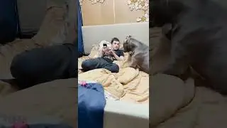 Dog's Playful Antics | Disturbing Owner's Phone Time! 🐶📱