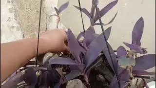 GARDEN WITH LAURA NUNES