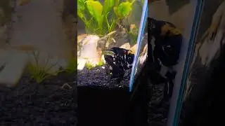 Angelfish Pairing? 🐠 