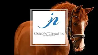[Behind the scenes] Studiofotoshooting mit Pferd