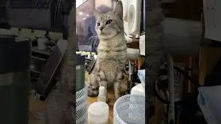 Cat in Seoul
