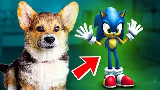 SONIC EXE vs BUBLIK EXE!! Sonic in real life! (Corgi Cupcake) Talking dog