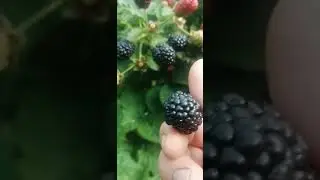 Еживика сорт Кеддо, лидер по урожайности🍇🍓🍇🍓