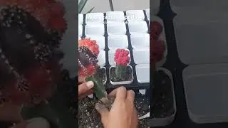 Moon cactus repotting