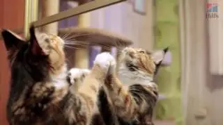 Мейн-кун – самые крупные домашние кошки с Евгенией Тимоновой | Hill's
