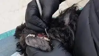 Dog Teeth Cleaning with no anesthesia - Dr Cesar and Lexi