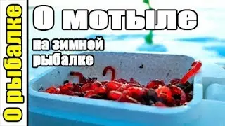 О мотыле для зимней рыбалки,советы по наживке,что ловится,как хранить и насаживать,советы рыболову.