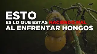 Errores comunes al tratar hongos en tus cultivos