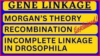 Gene Linkage and Recombination Linkage in Drosophila Morgan Theory Coupling and Repulsion Hypothesis