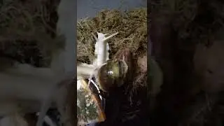 Улитка Архахатина Бенин