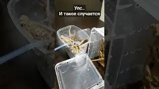 Psalmopoeus Cambridgei уходит в закат #животные #природа #паук #spider #tarantula #shorts