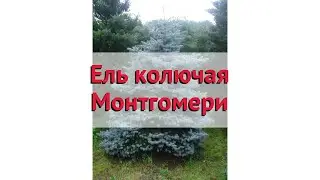 Ель колючая Монтгомери 🌿 Обзор: посадка и уход. крупномеры ели Монтгомери: описание и особенности