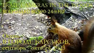ОСЕНЬ в ГОРОДЕ БАРСУКОВ, BolyGuard BG590-24mHD