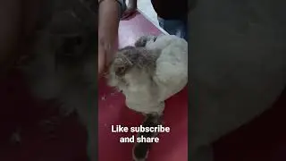 pursian cat cutting 