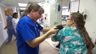 Emergency Animal Medical Technicians (EAMT) ™