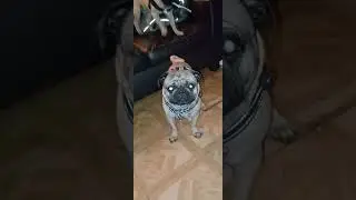 Two Pugs