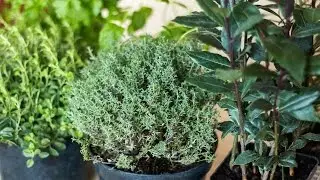 Огород на подоконнике (Пряности в горшочках) | Herbs in Pots