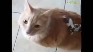приколы с животными