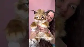 Почему я не беру больше заказы❤️