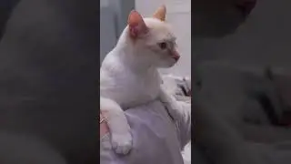 Вычесывание кошки