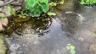 Pond in July - OUT OF CONTROL!!!