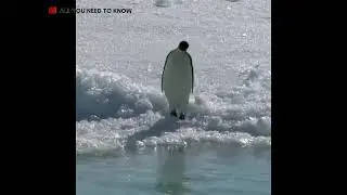 Funny videos Compilation 1