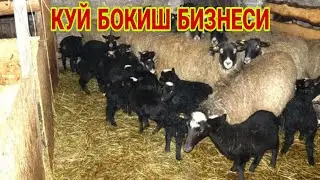 КУЙ БОКИШ БИЗНЕСИ 1ТА КУЙ 5 ТА  ТУГАДИ ТЕЗ КУПАЯДИГОН РАМАНОВ КУЙЛАРИ