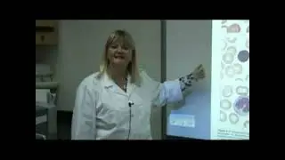 2  Форменные элементы крови и счёт