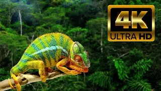 ДИКИЕ ЖИВОТНЫЕ, 4K ULTRA HD-дикая природа и животные