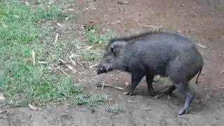 The wild boar is  limp and injured. But he is constantly provoked to fight
