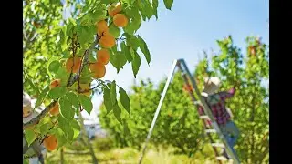 Apricot Orchard خوبانی کا باغ in Spain |albaricoque|
