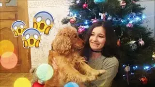 Мне подарили собаку?/Декор комнаты и класса на новый год / Мои подарки на новый год