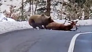 When Animals Go On A Rampage And Got Caught On Camera!