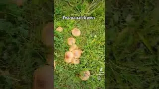 ГРИБНОЙ ШОК!