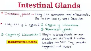 Intestinal Glands I Handwritten notes