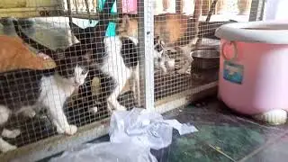 kucing lucu, anak kucing lucu, kucing meong meong , kucing lucu banget banyak kucing dirumah