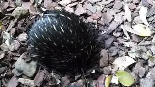 Echidna with huge tongue digging for food and hoovering it all up