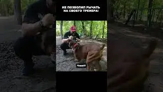 Булли поставил немецкого бульдога на место / Собачий колдун