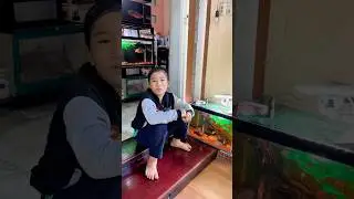 Đi Săn Cá Ping Pong #guppy #traicabetta #betta #baoiba