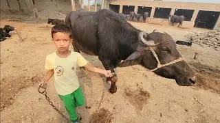 Village life Pakistan | Village cattle farm | Chacha Bhatija