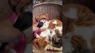 Приколы с животными #кошки #юмор #котики #смешноевидео #собаки